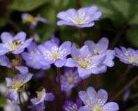 Blue buttercup like flowers